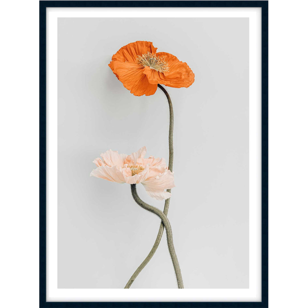Tall Poppy II