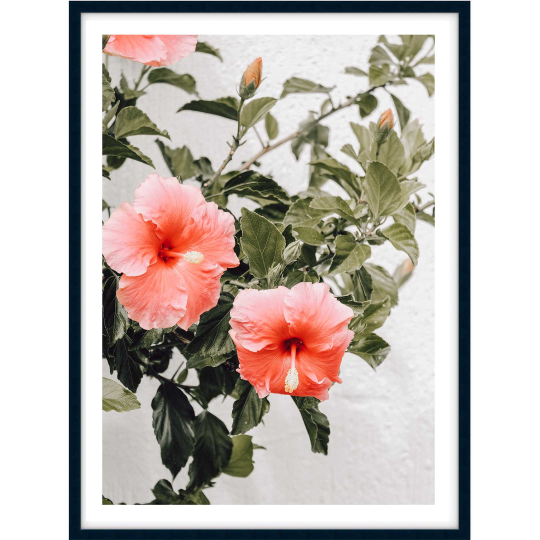 Hibiscus