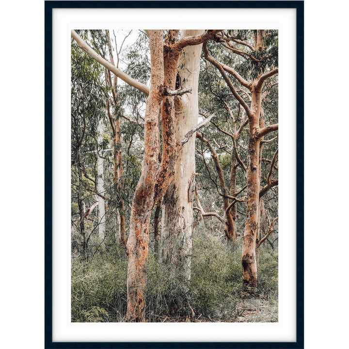 Red Gums - Port Stephens