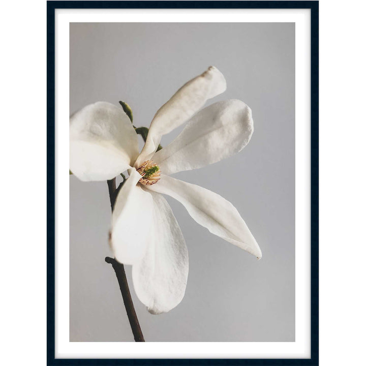 Single Magnolia