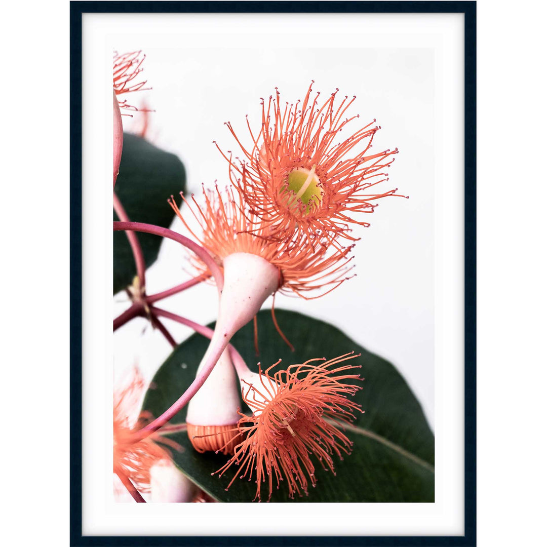 Eucalyptus Burst I