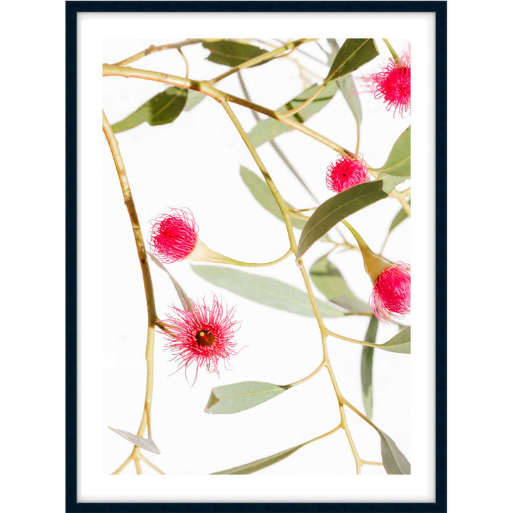 Blush Gum