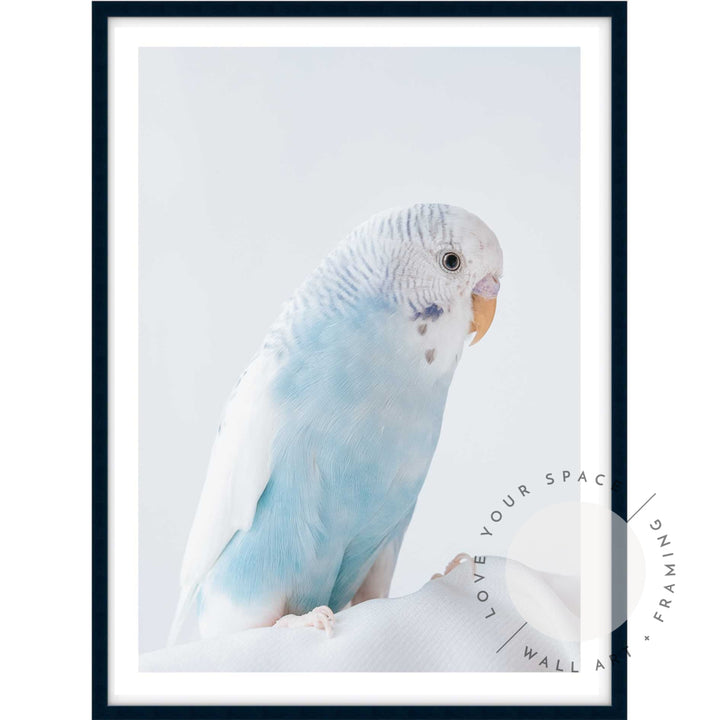 Blue Budgie