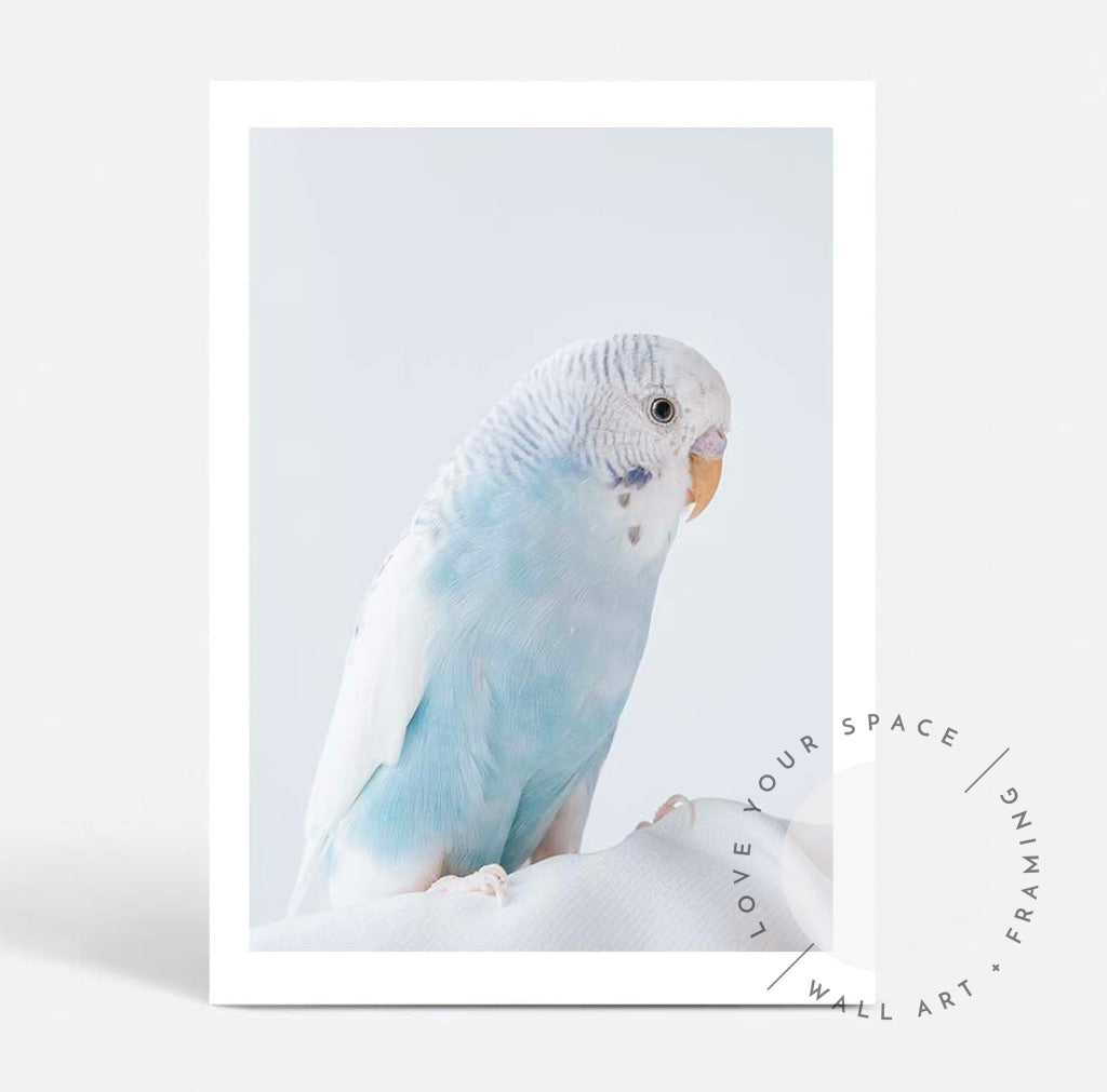 Blue Budgie