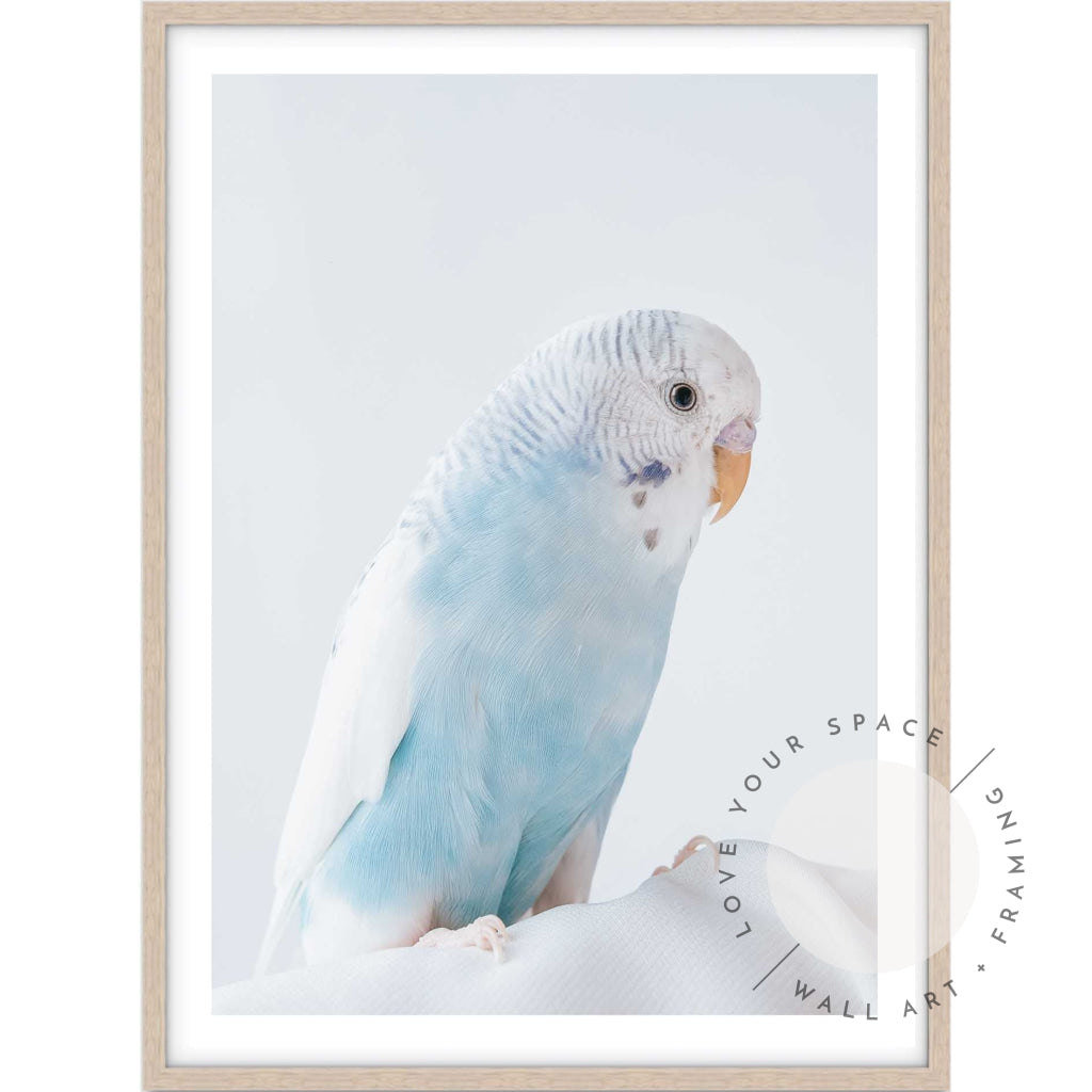 Blue Budgie