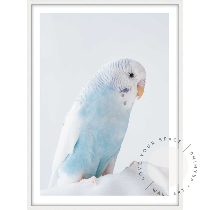 Blue Budgie