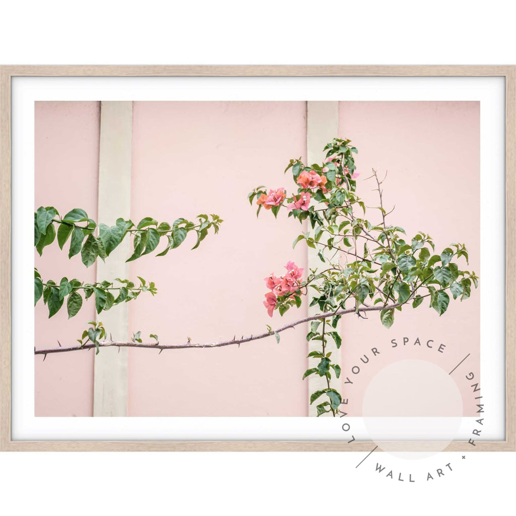 Bougainvillea - Bronte Beach