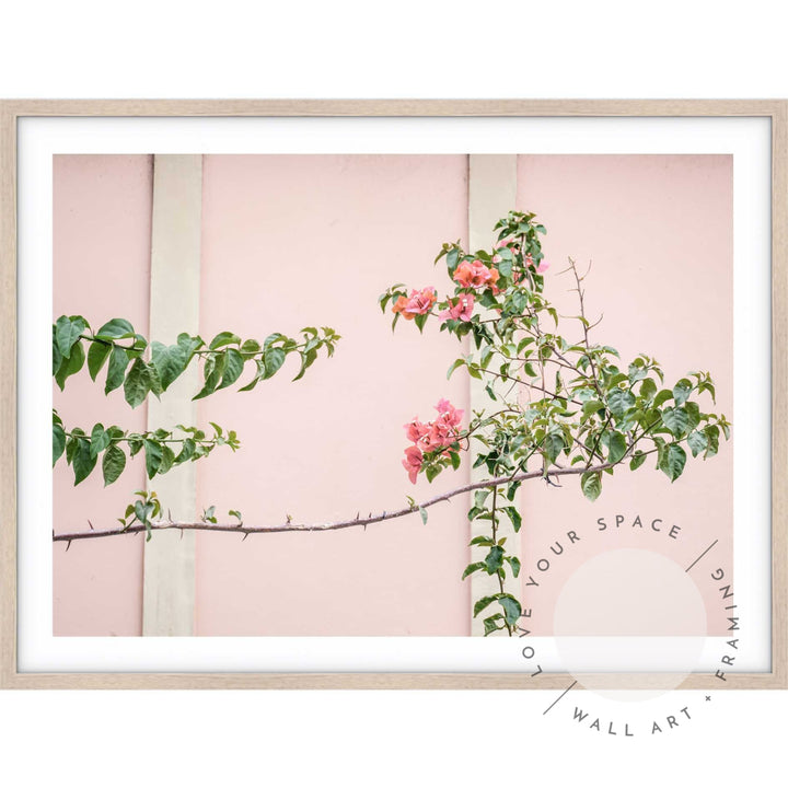 Bougainvillea - Bronte Beach