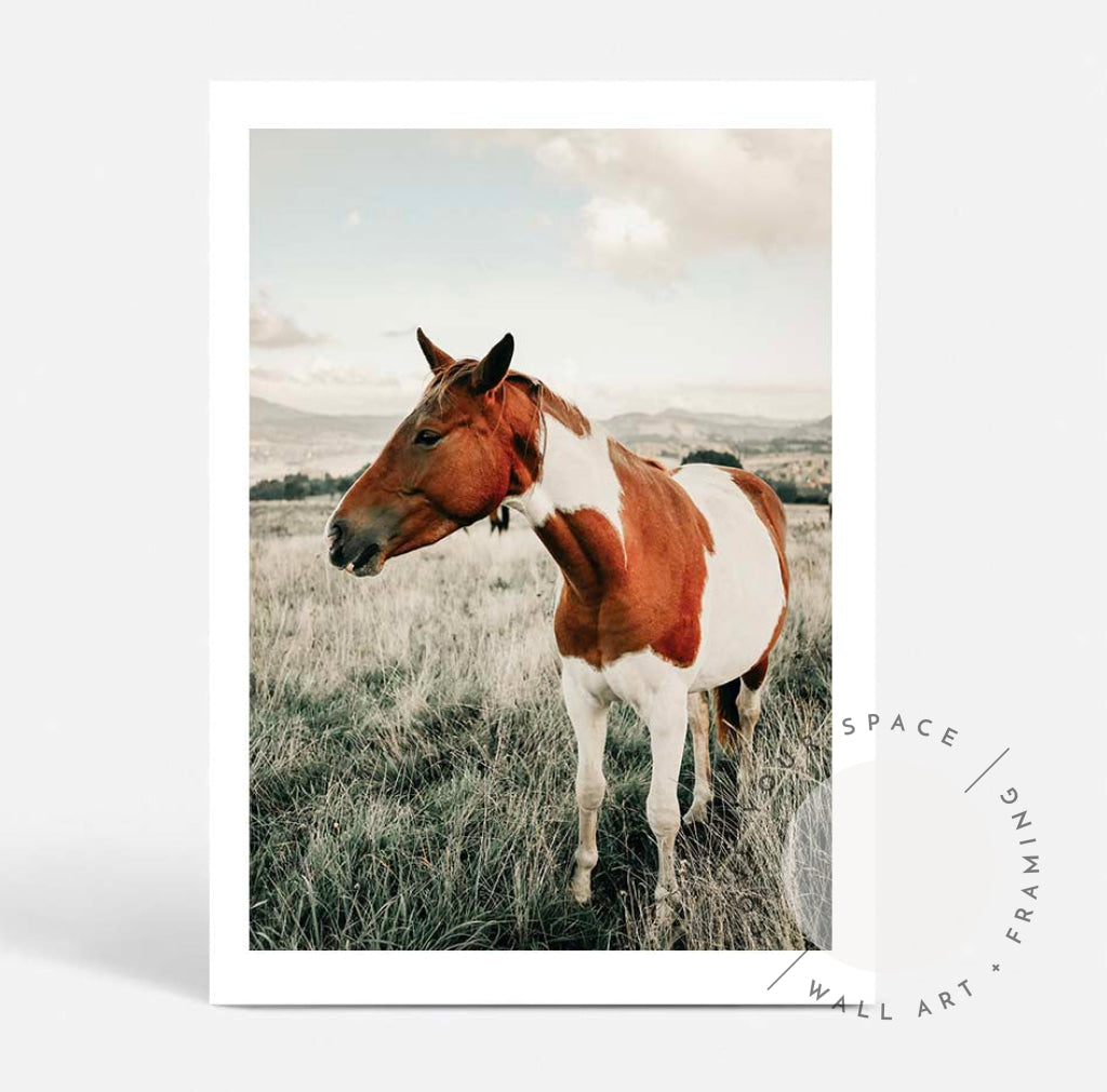 Brown & White Mare II