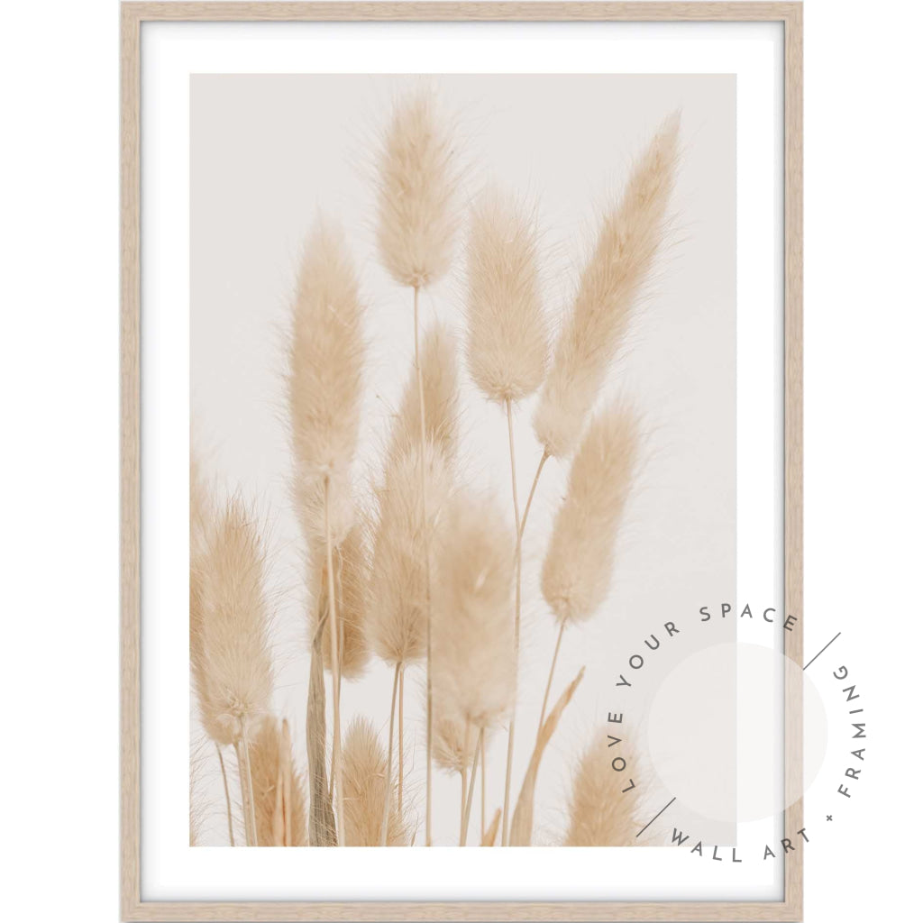 Bunny Tail Grass I