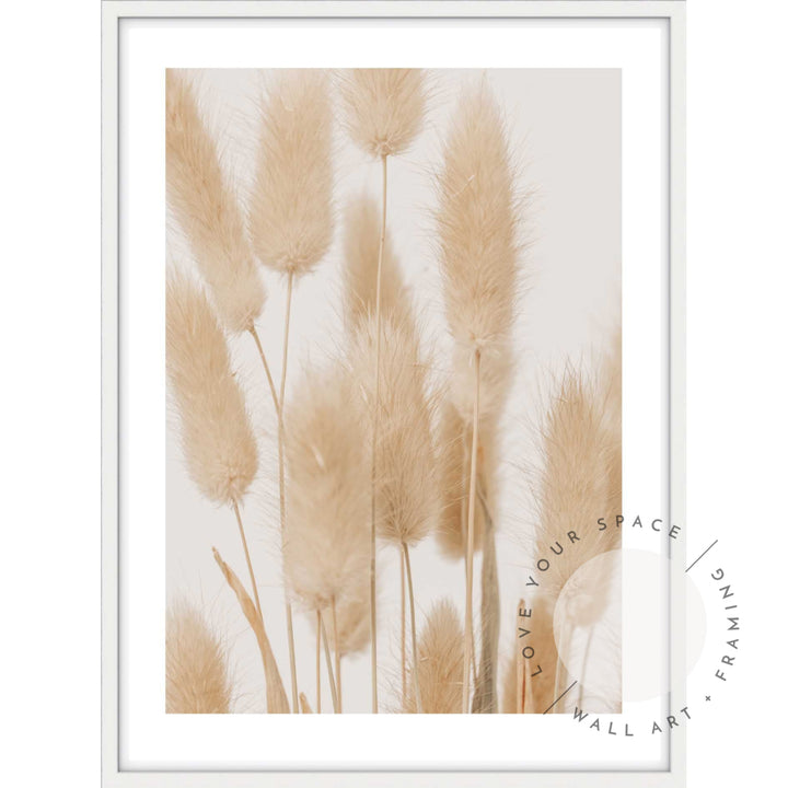 Bunny Tail Grass II