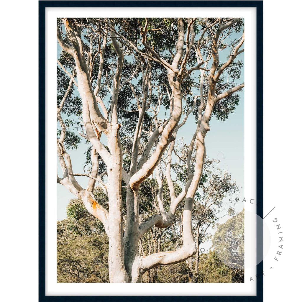 Bush Ballet A4 (21cm x 29.7cm) / Black Posters Prints & Visual Artwork