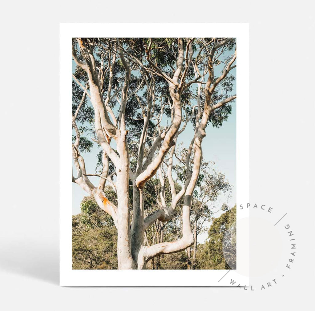 Bush Ballet A4 (21cm x 29.7cm) / No Frame Posters Prints & Visual Artwork