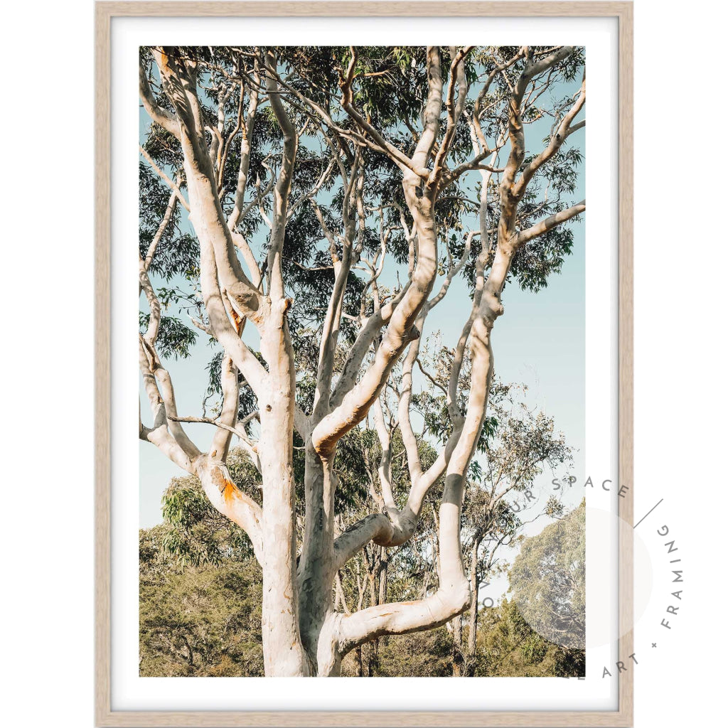 Bush Ballet A4 (21cm x 29.7cm) / Oak Posters Prints & Visual Artwork