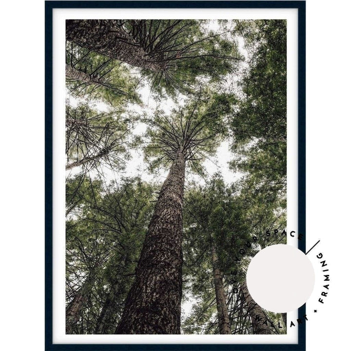 Californian Redwoods no.1 - The Otways - Love Your Space