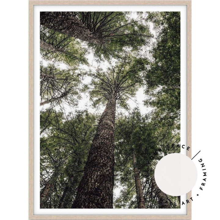 Californian Redwoods no.1 - The Otways - Love Your Space