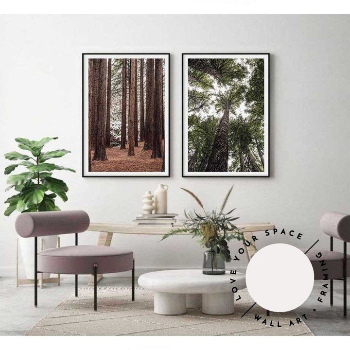 Californian Redwoods no.1 - The Otways - Love Your Space