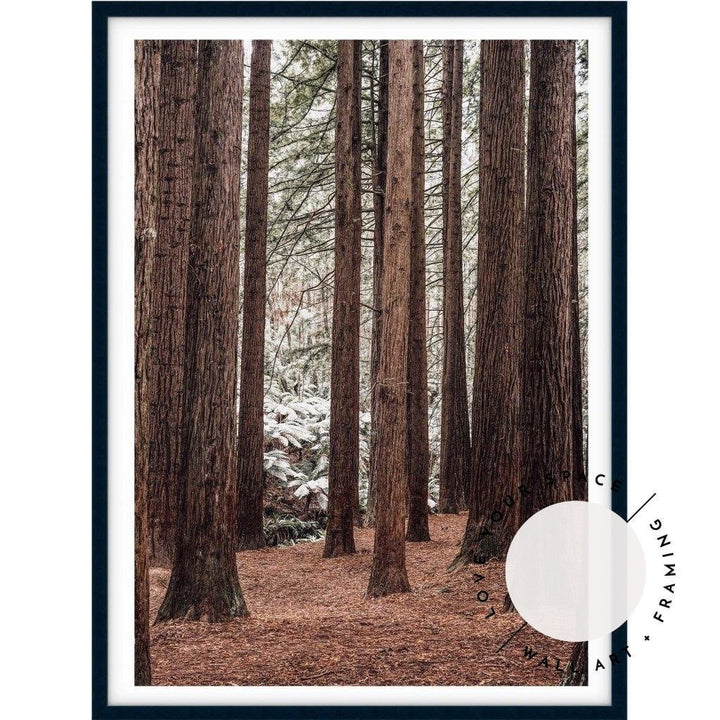 Californian Redwoods no.2 - The Otways - Love Your Space