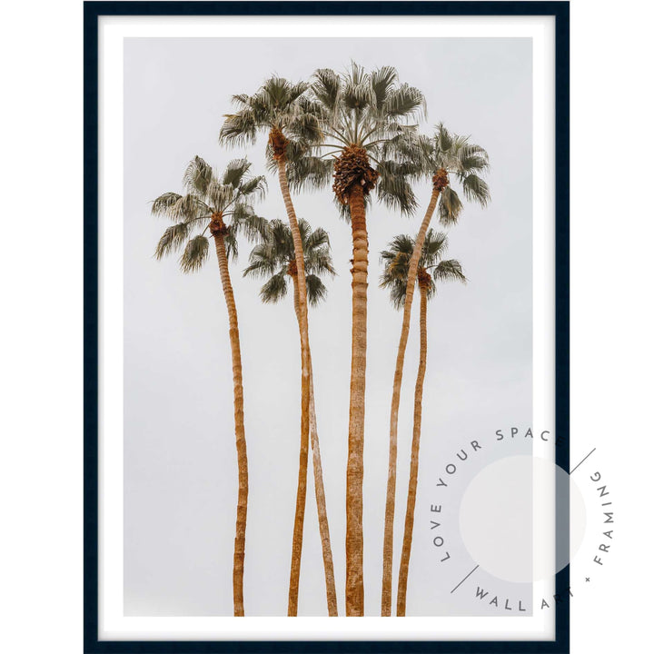 Californian Tall Palms