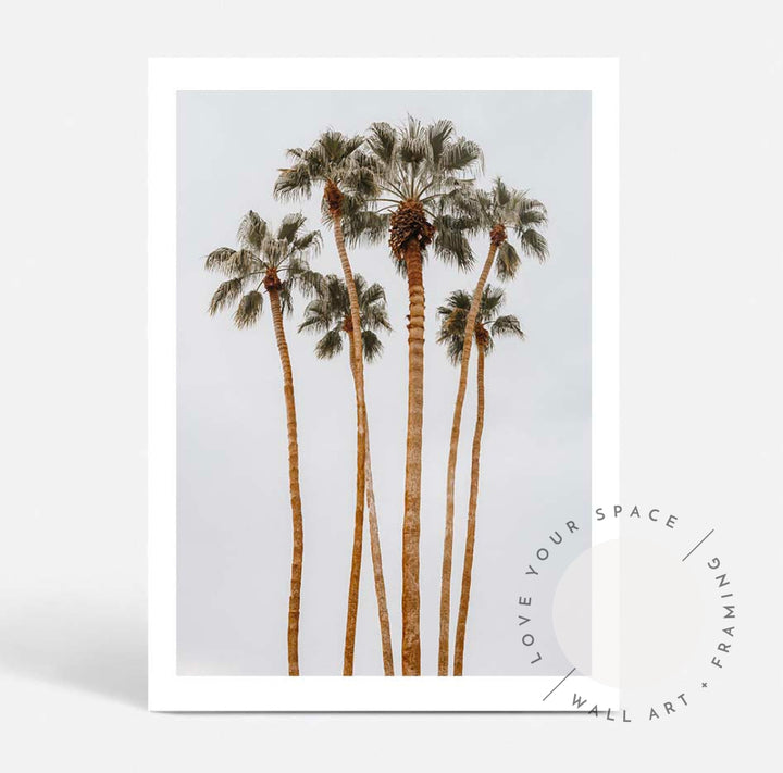 Californian Tall Palms