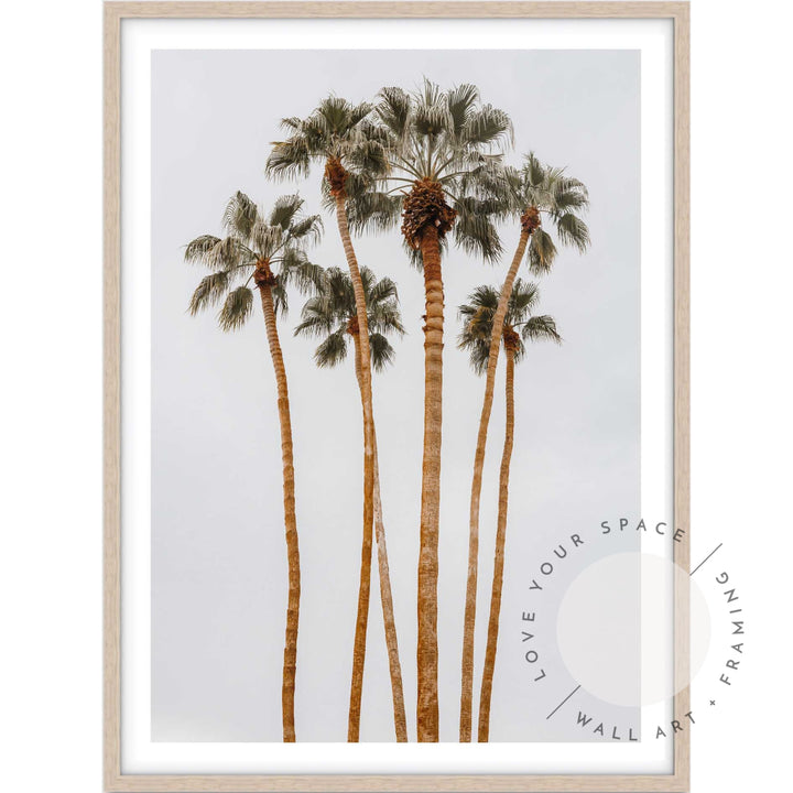 Californian Tall Palms