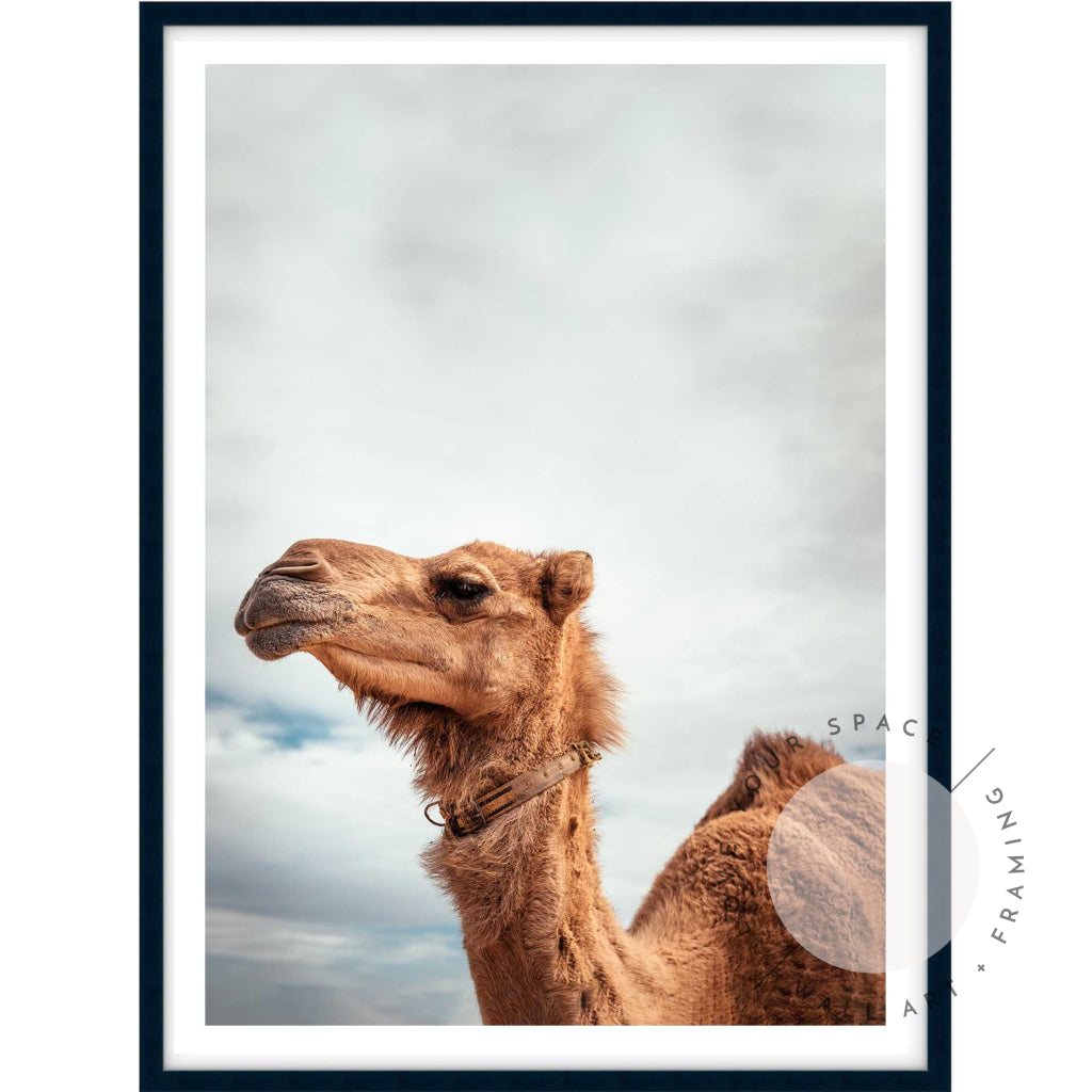 Camel