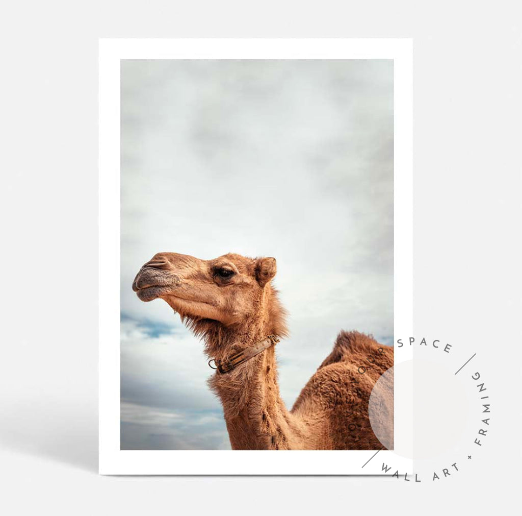 Camel