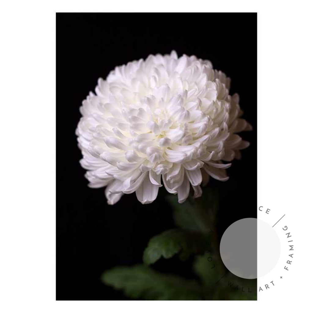 Chrysanthemums II - Love Your Space