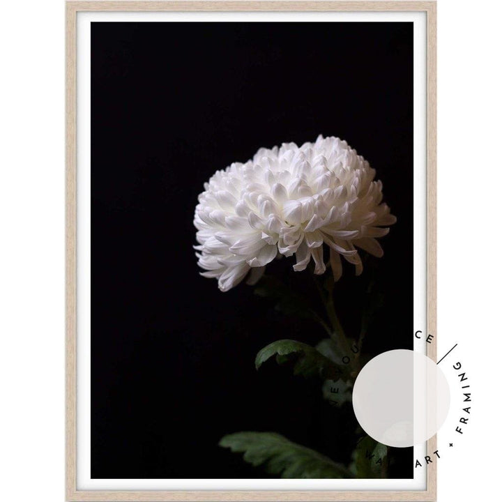 Chrysanthemums III - Love Your Space