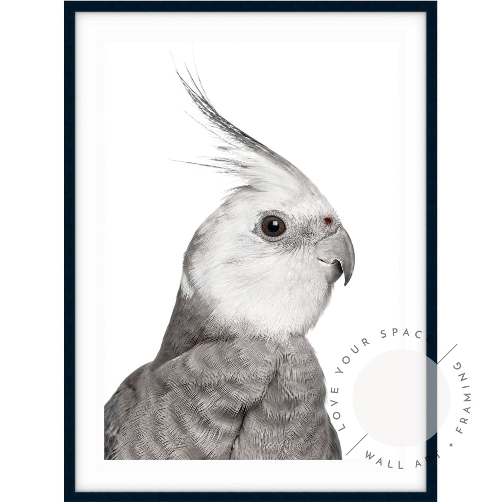 Cockatiel