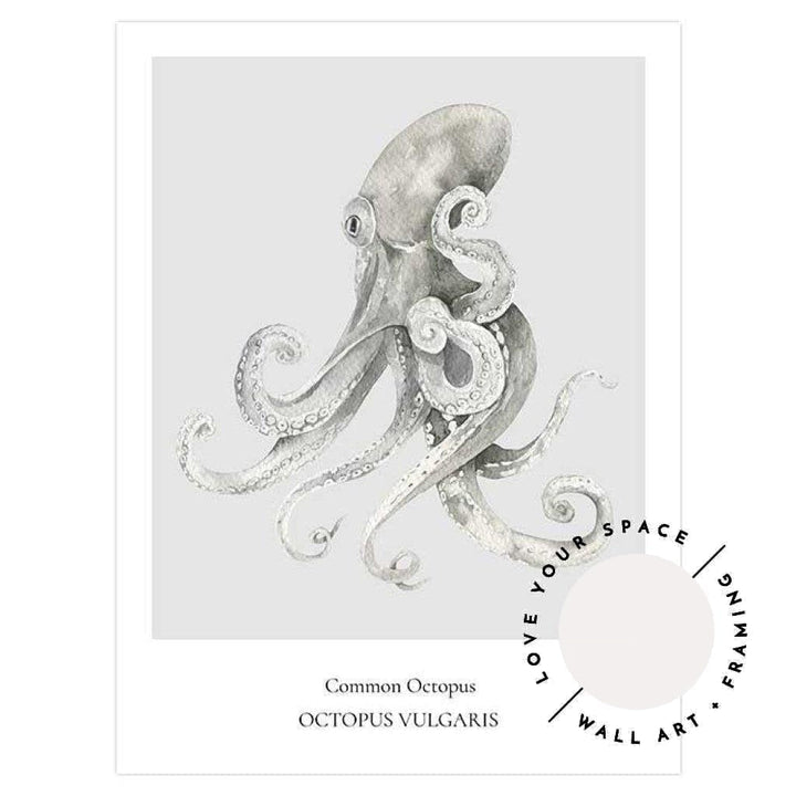 Common Octopus - Love Your Space