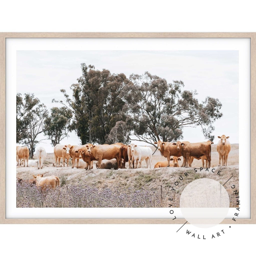 Country Cattle II - Love Your Space