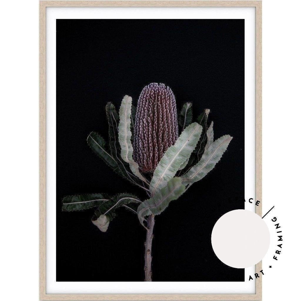 Dark Banksia I - Love Your Space