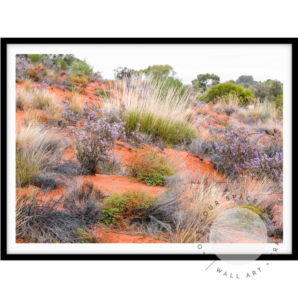 Desert Spinifex Grass Uluru