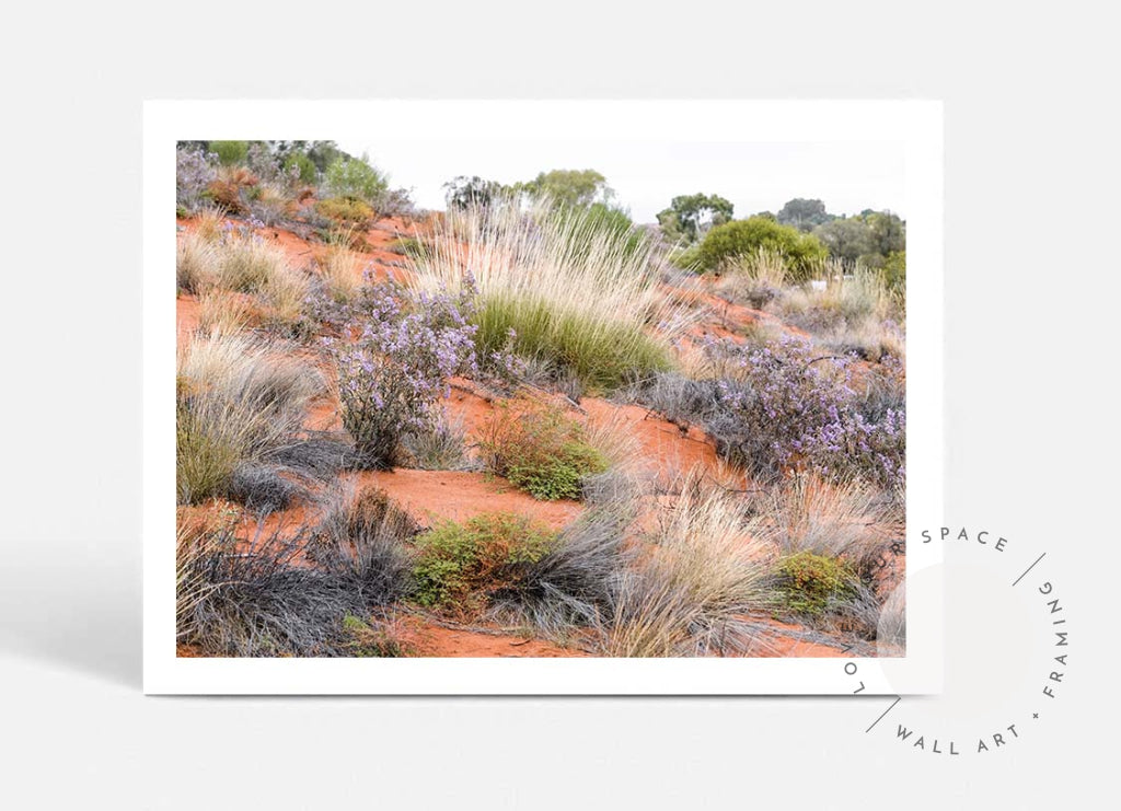 Desert Spinifex Grass Uluru