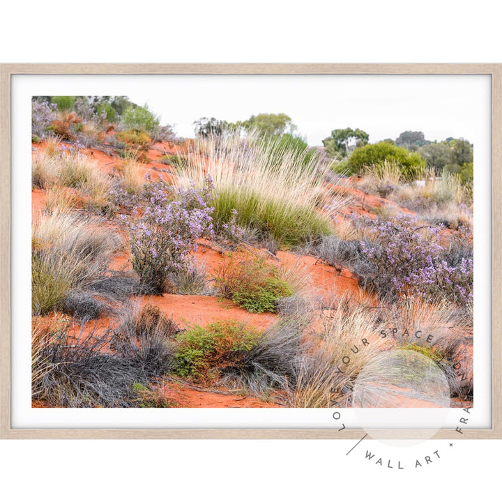 Desert Spinifex Grass Uluru