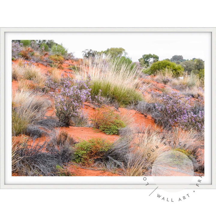 Desert Spinifex Grass Uluru