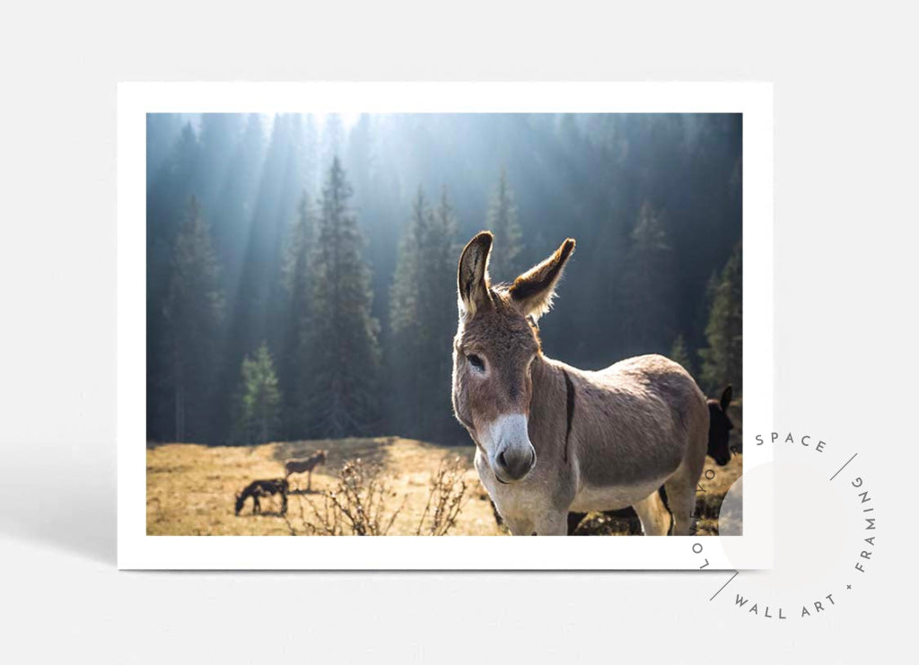 Donkey I - Italy