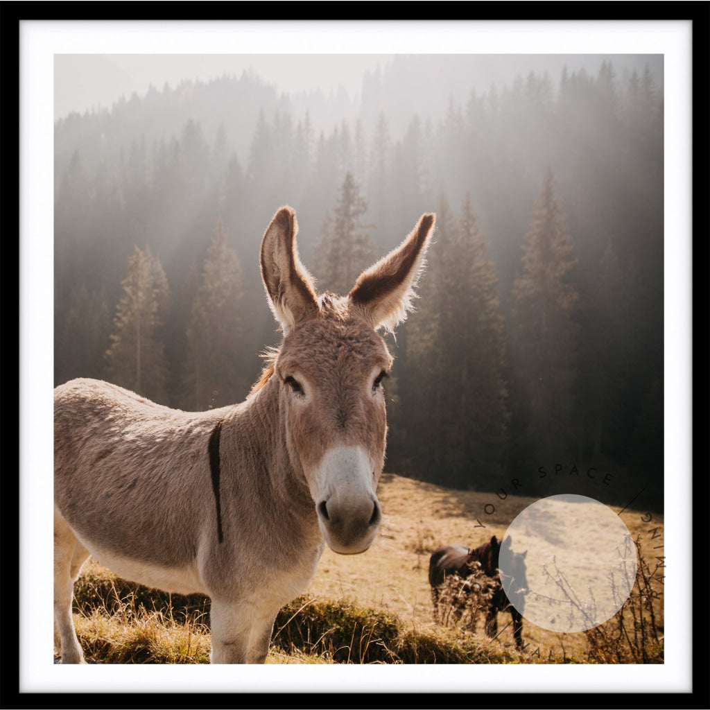 Donkeys - Italy - SQUARE