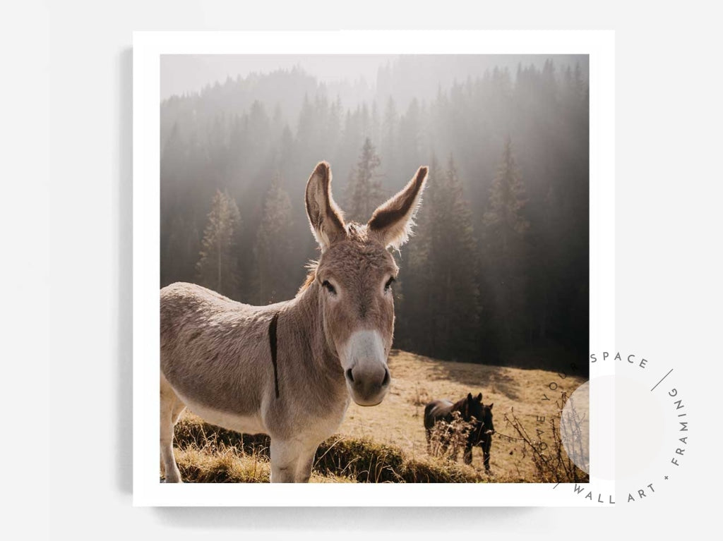 Donkeys - Italy - SQUARE