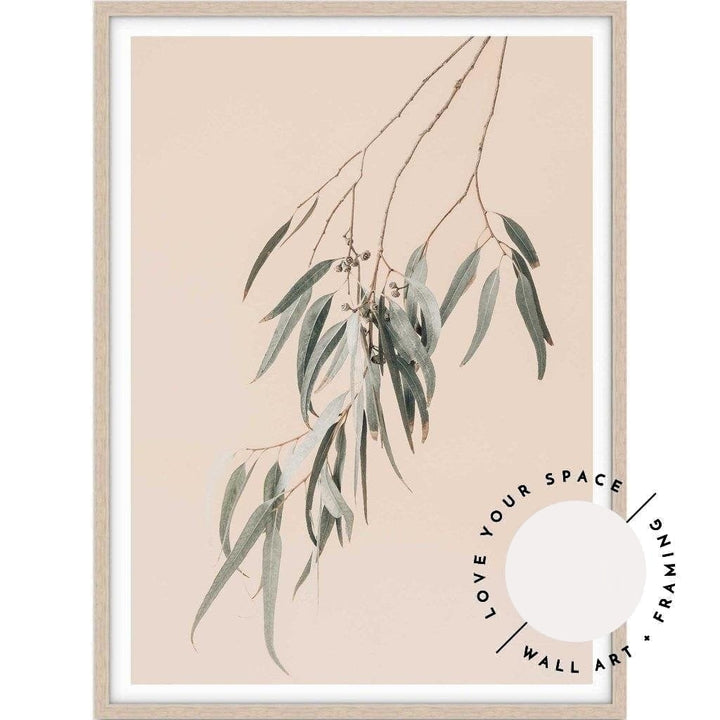 Eucalyptus On Peach - Love Your Space