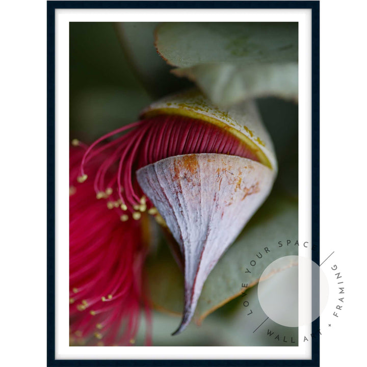 Eucalyptus Pod