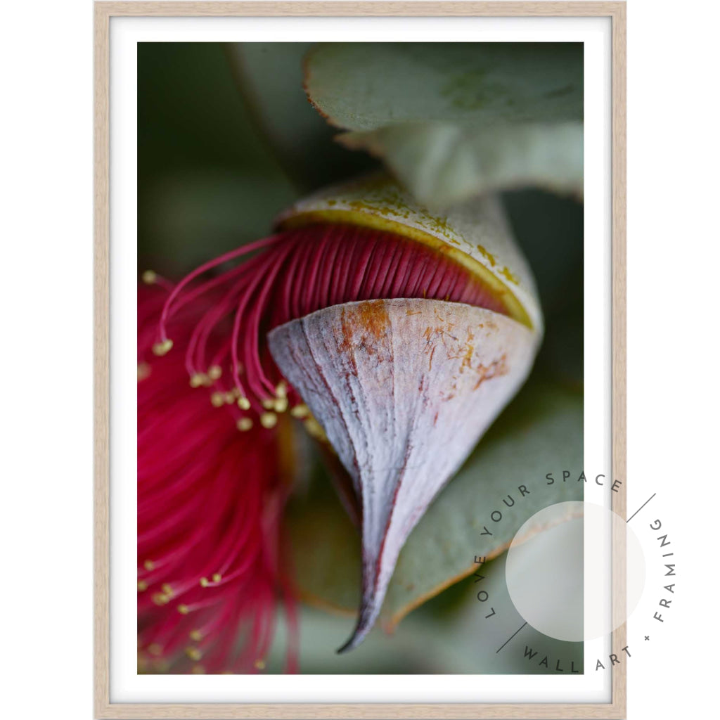 Eucalyptus Pod