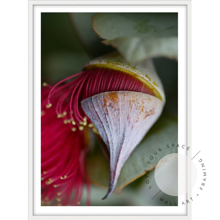 Eucalyptus Pod