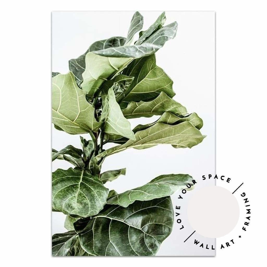 Fiddle Leaf no.1 - Love Your Space