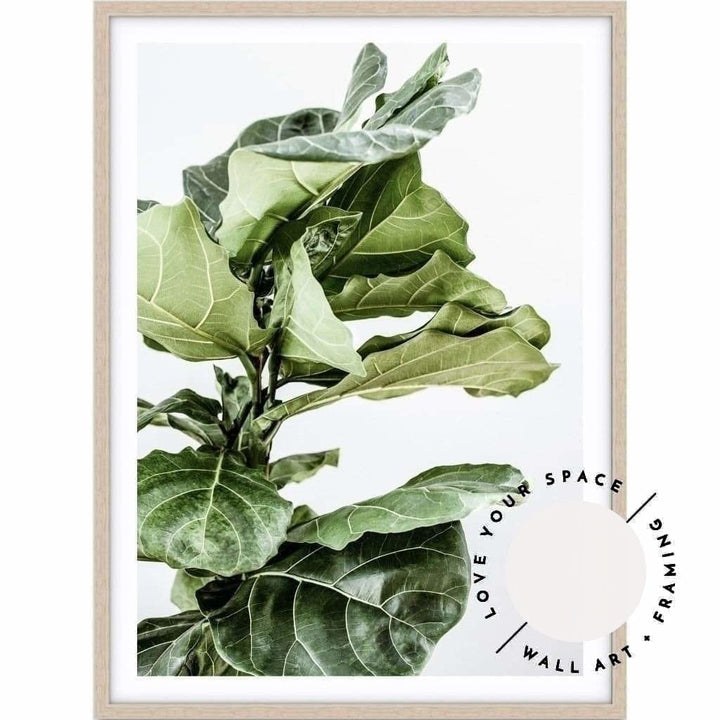 Fiddle Leaf no.1 - Love Your Space
