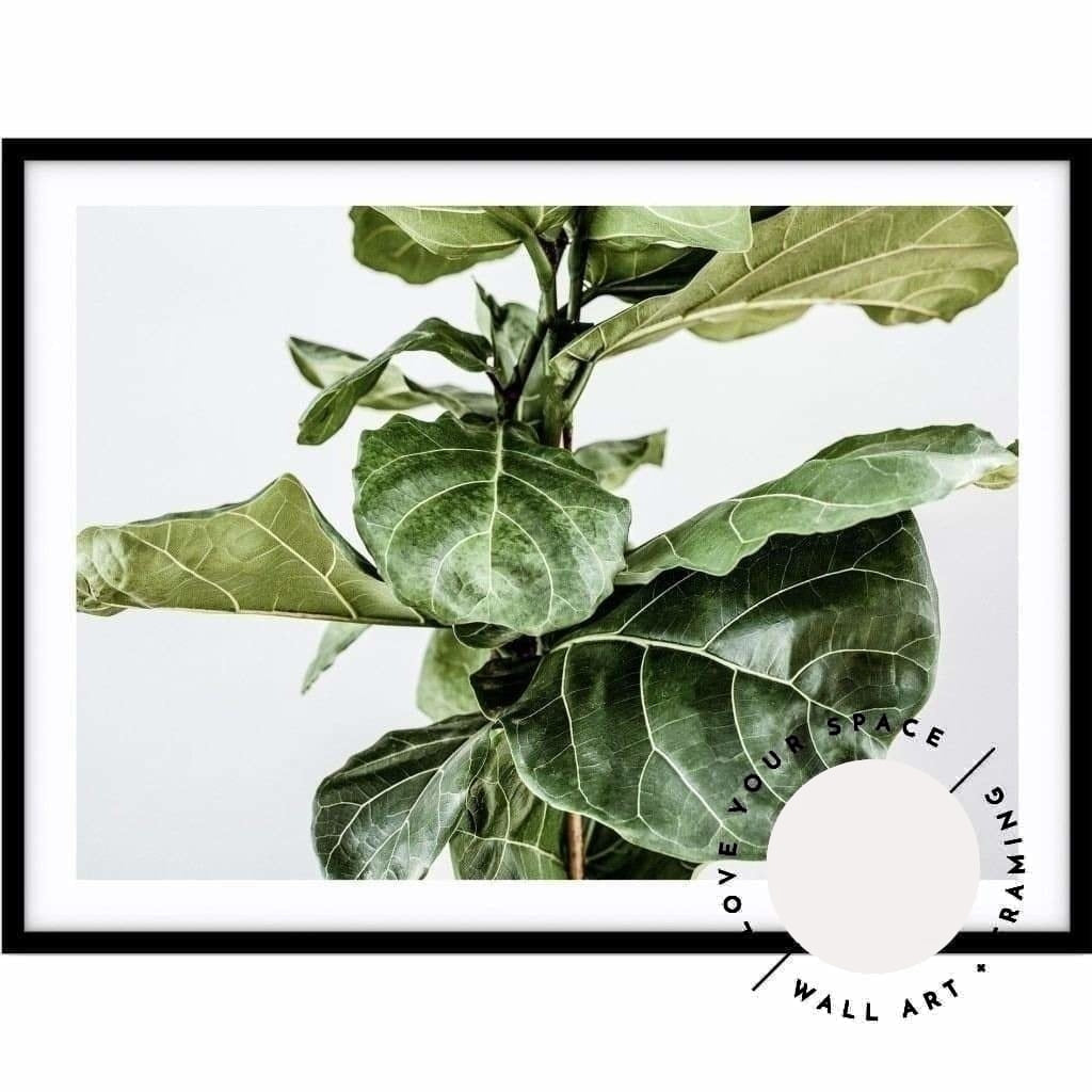 Fiddle Leaf no.3 - Love Your Space