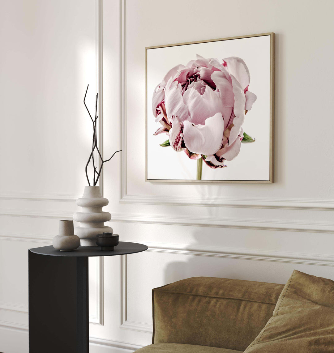 Peony I - SQUARE