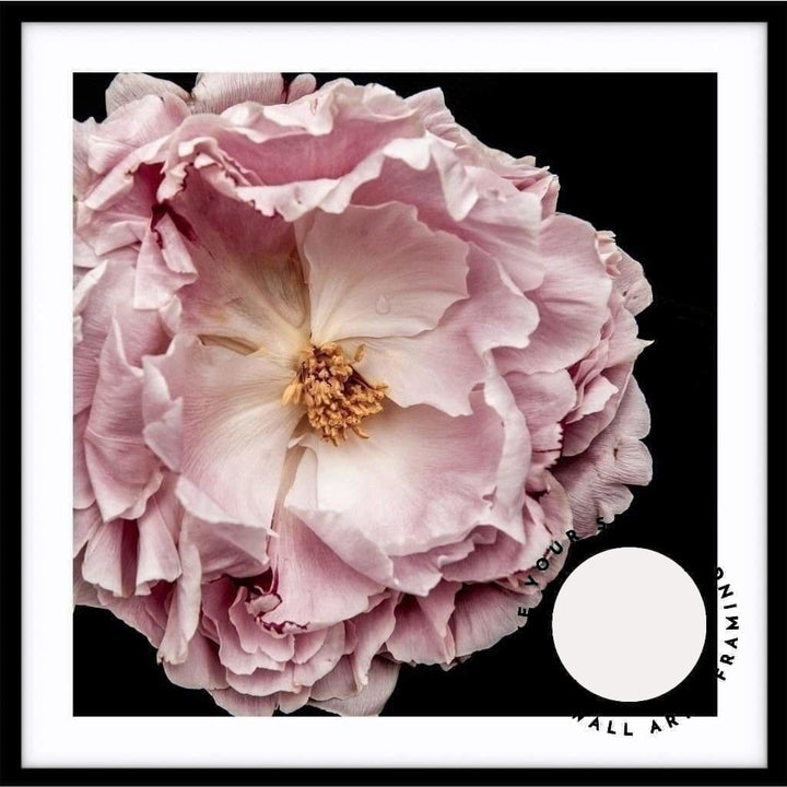 Full Bloom Peony II - SQUARE - Love Your Space