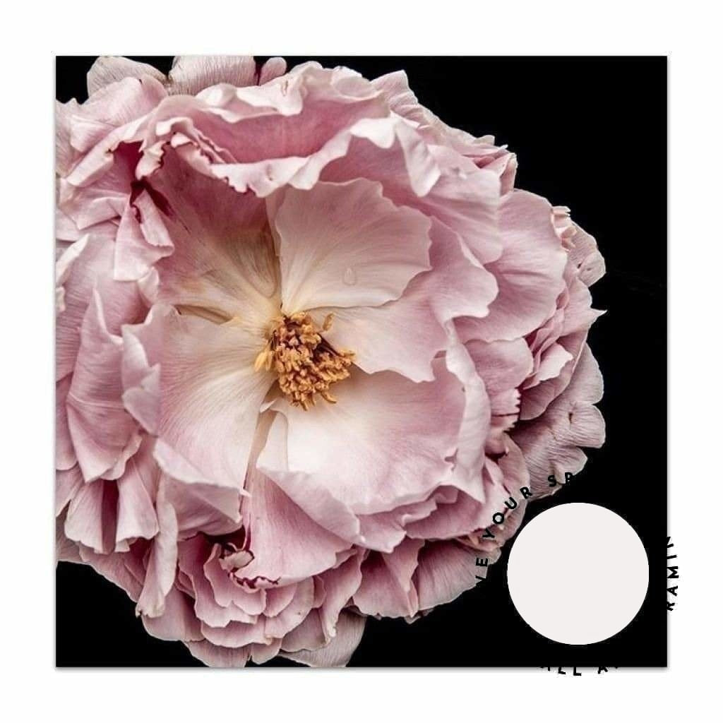 Full Bloom Peony II - SQUARE - Love Your Space